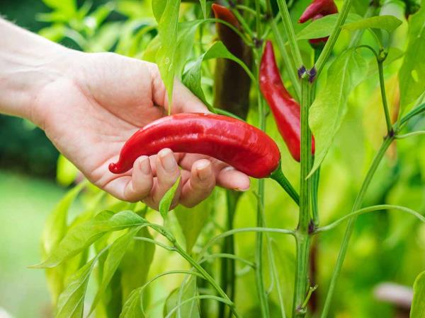 Čili za daljše življenje: ali pekoča paprika res zmanjša tveganje za smrt?